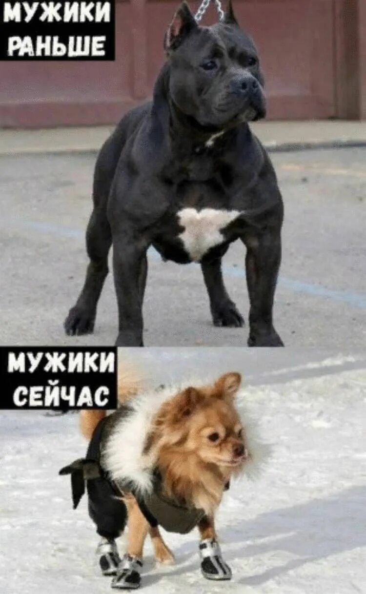 Сильная и слабая собака