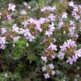 Thymus vulgaris
