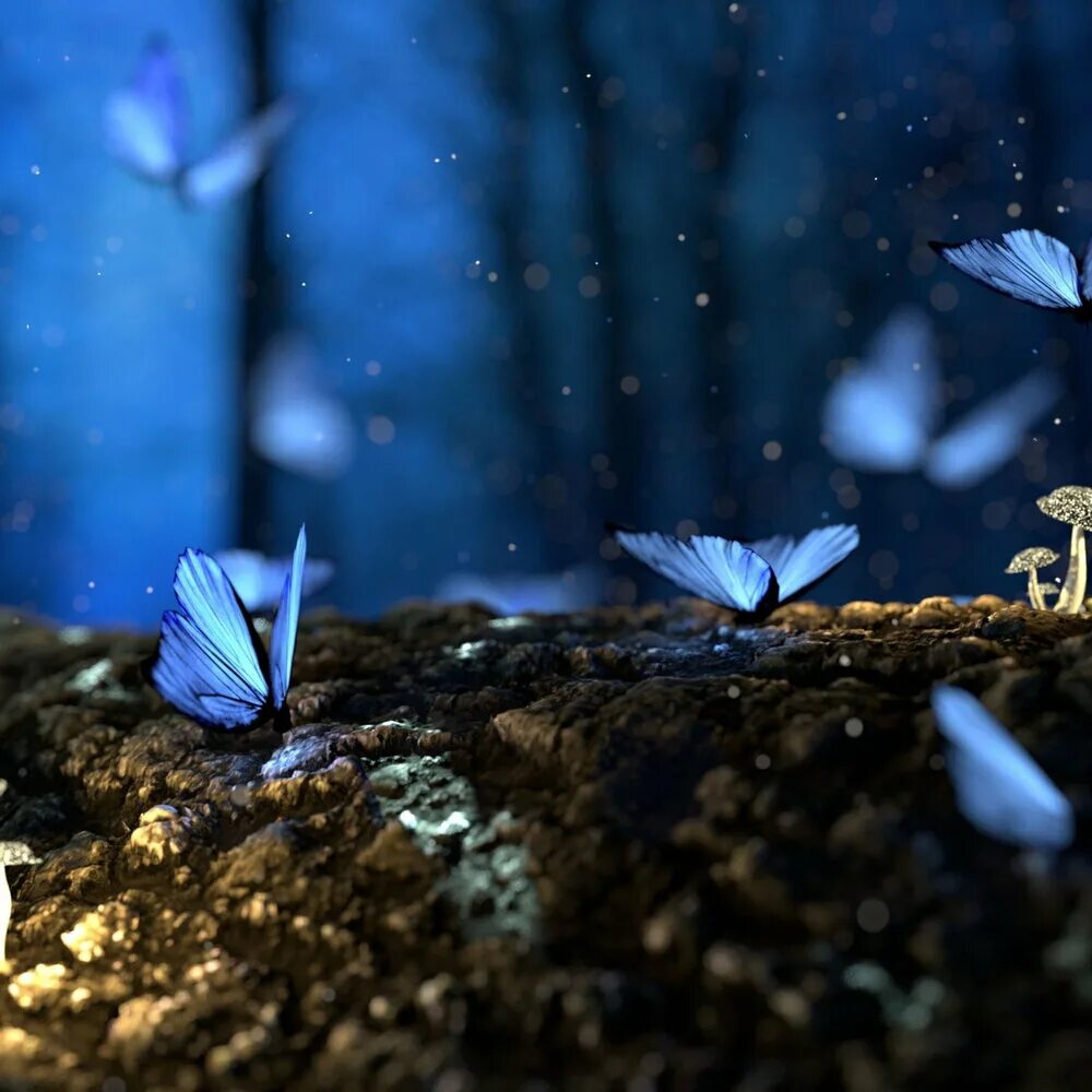 Песни бабочка ночь. Бабочка ночью. Магические бабочки. Бабочки в лесу. Бабочки Эстетика.