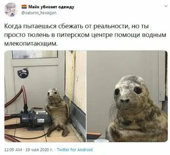 Кот крошик пытался сбежать