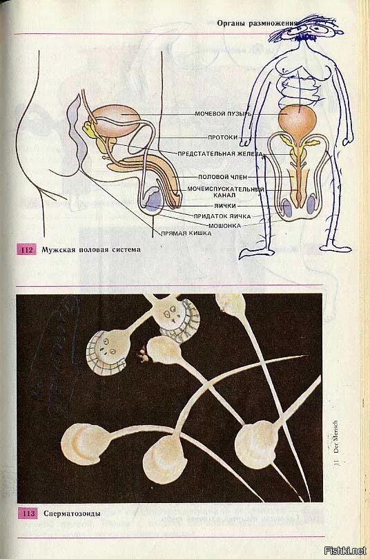 Строение половых органов для детей. Учебник биологии размножение людей. Биология анатомия человека учебник. Размножение людей. Биология как размножаются