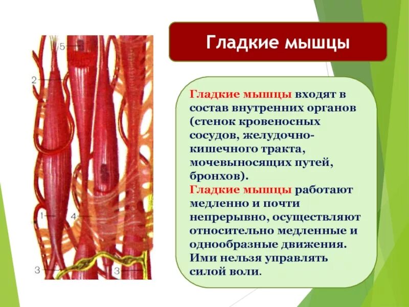 Какая ткань содержит сосуды