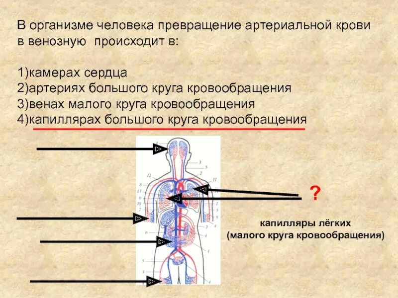 Венозная кровь наблюдается в. Превращение венозной крови в артериальную. Артериальная кровь превращается в венозную в. В организме человека превращение артериальной крови в венозную. В капиллярах артериальная кровь превращается в венозную.