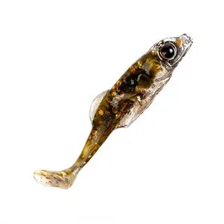 Zander 4