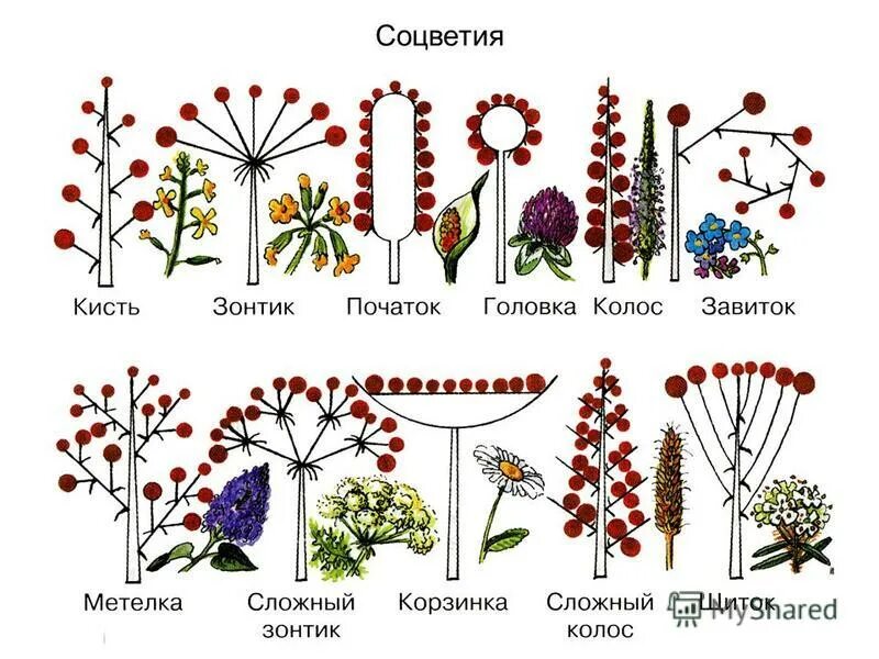 Какие соцветия изображены на рисунках. Соцветия покрытосеменных растений. Типы соцветий покрытосеменных растений. Соцветие кисть биология 6 класс. Соцветия цветков.