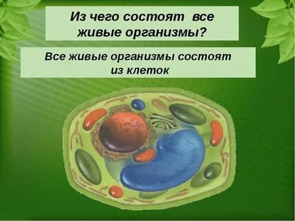 Всю массу живых организмов