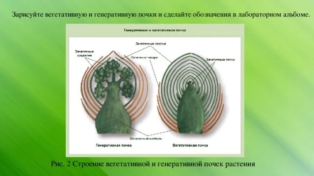 Строение почек растений вегетативная и генеративная. Строение побега и строение генеративной и вегетативной почки.. Строение вегетативной почки. Строение вегетативной и генеративной почки.