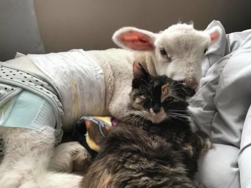 Ягнята и котята. Козленок и котята. котята барашки. котики овечки. кот и ягненок.