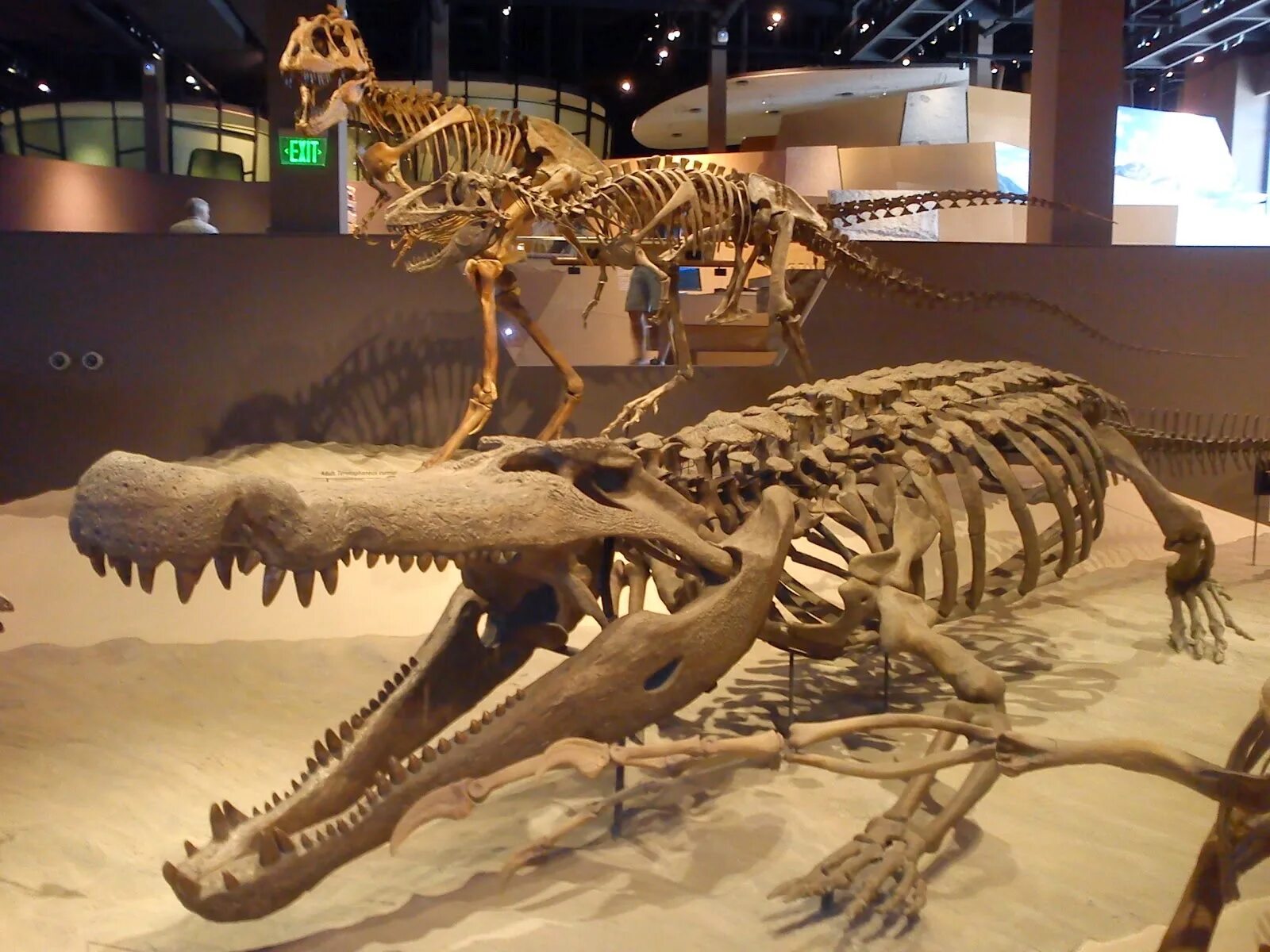Саркозух. Дейнозух. дейнозух и саркозух. дейнозух (deinosuchus). крокодил и саркозух скелеты.