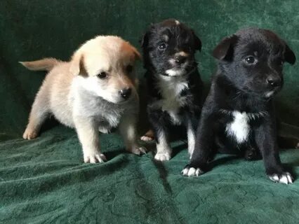 Собака щенок 1 месяц