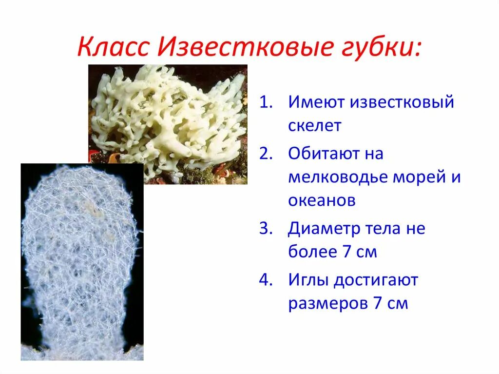 Тип губки размеры. Класс известковые губки. известковые губки строение. класс известковые губки представители. тип губки известковые.