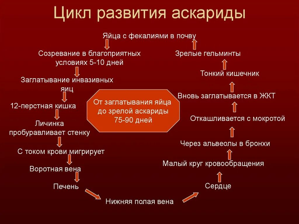 Цикл развития аскариды человеческой схема. Цикл развития аскариды 7 класс биология. Цикл развития человеческой аскариды схема 7 класс. Этапы жизненного цикла аскариды схема.