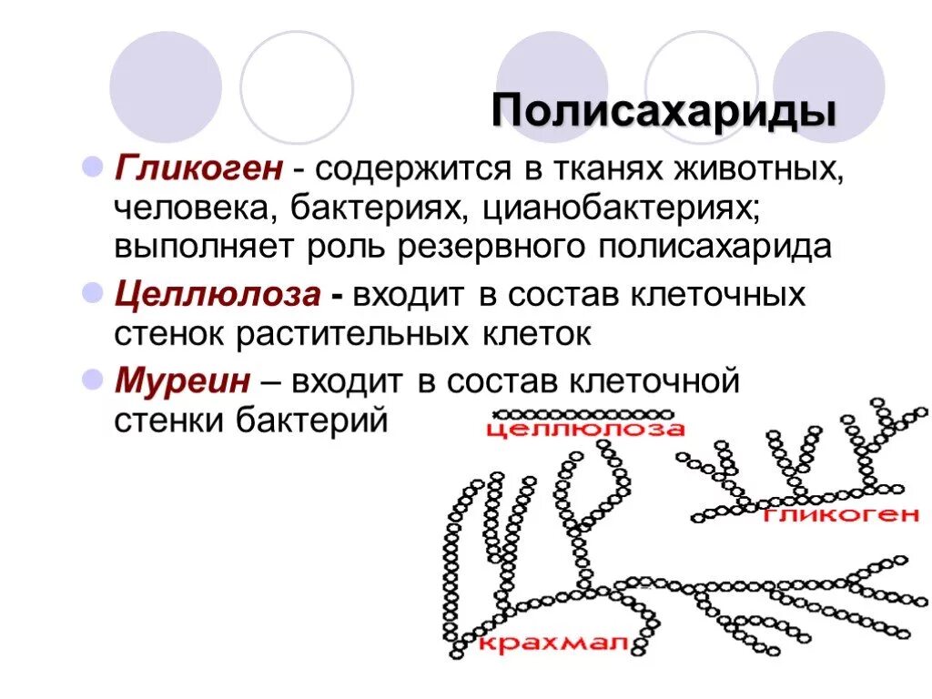 Муреин полисахарид. Гликоген полисахарид. Полисахарид стенки бактерий. Полисахарид клеточной стенки бактерий.