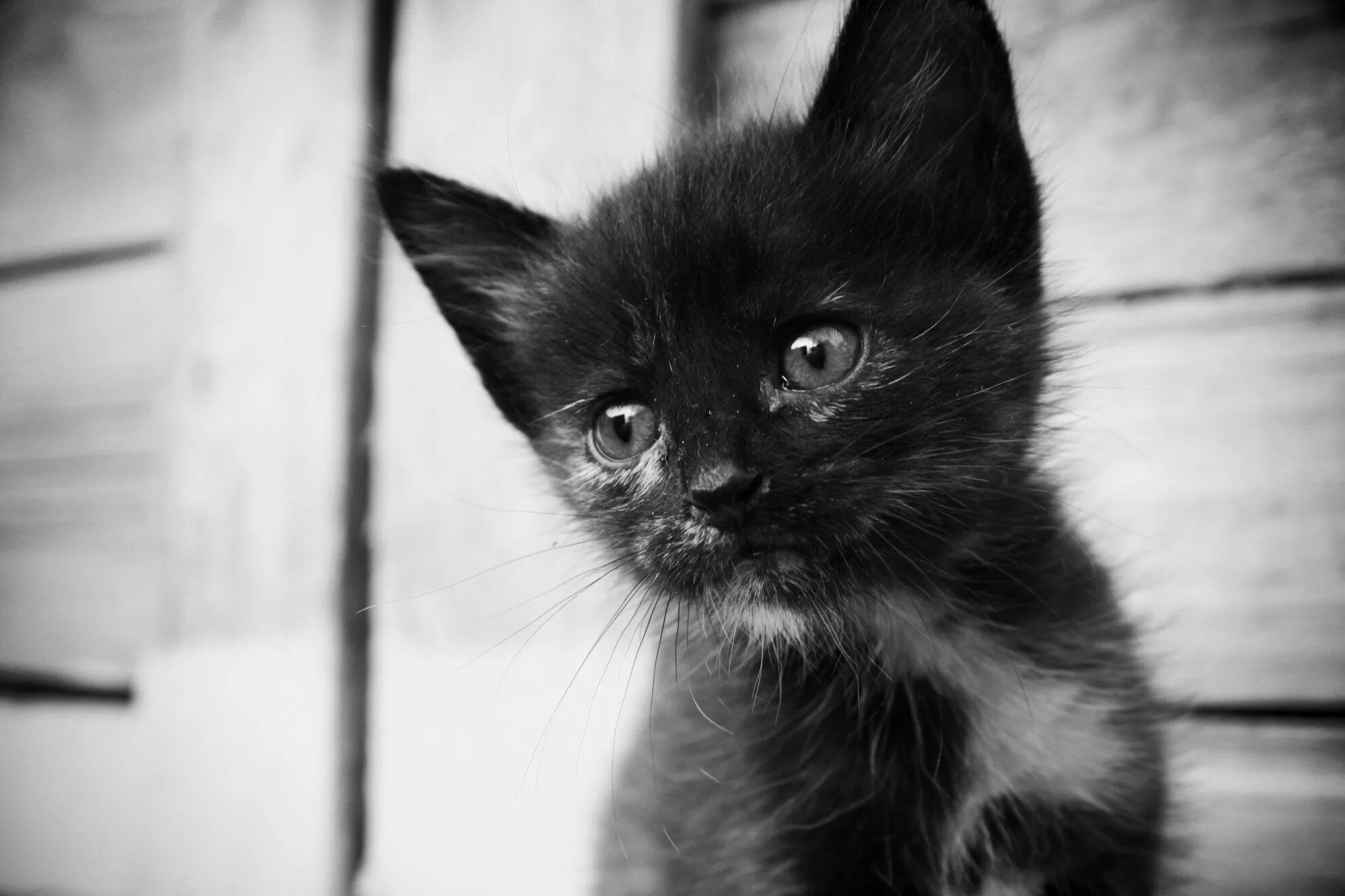 Черный котенок. Грустный котенок. Грустная черная кошка. Грустный черный котенок. Грустное про кошек