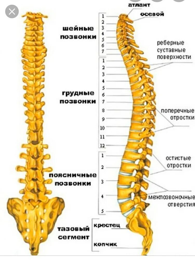 Поясница 6. Строение позвоночника человека анатомия. Th4 позвонок. Строение позвоночника пояснично крестцовый отдел позвоночника. Строение отделов позвоночного столба.