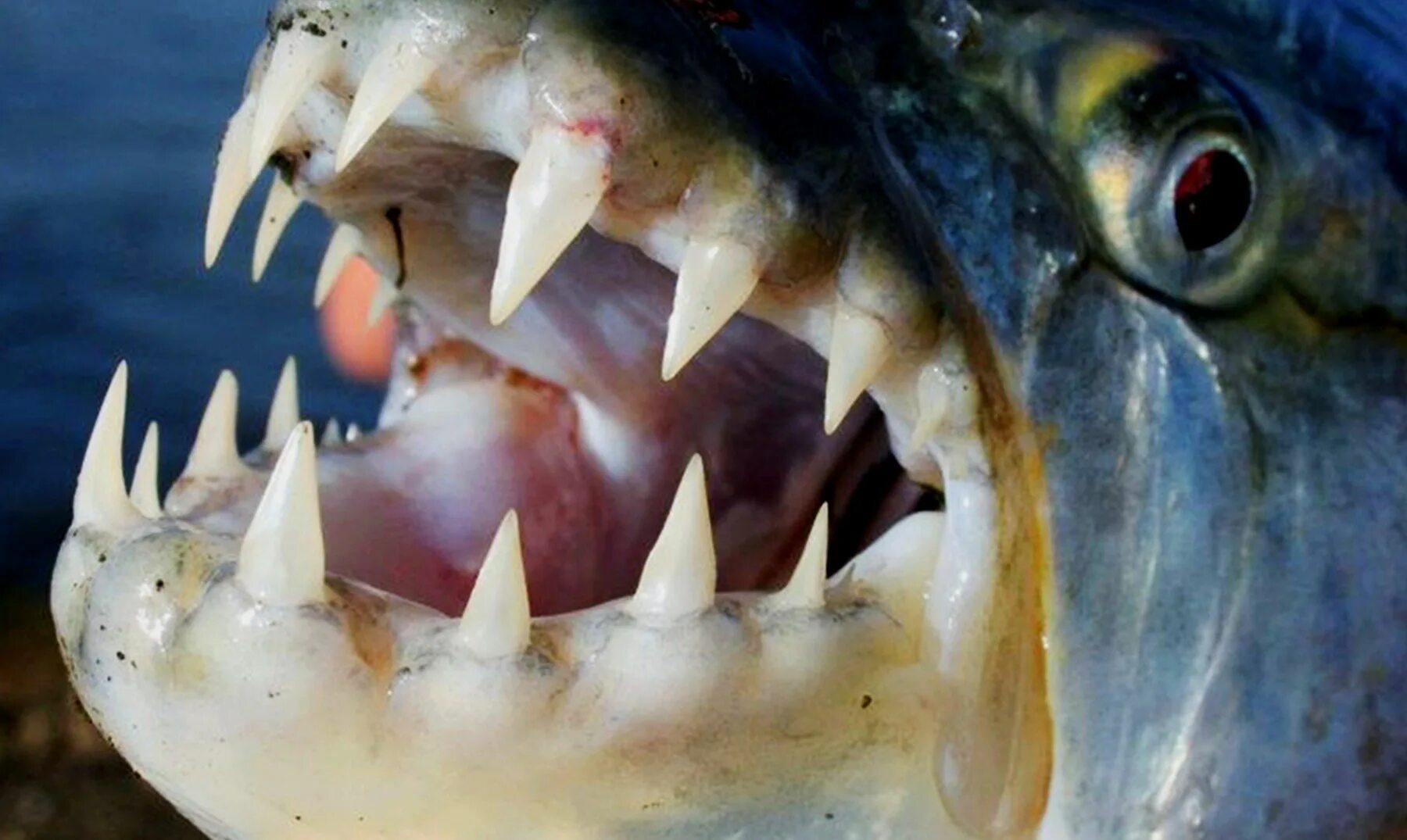 Большая тигровая рыба Голиаф. Большая тигровая рыба Hydrocynus Goliath. Самая опасная рыба в мире. 10 Самых опасных рыб в мире.