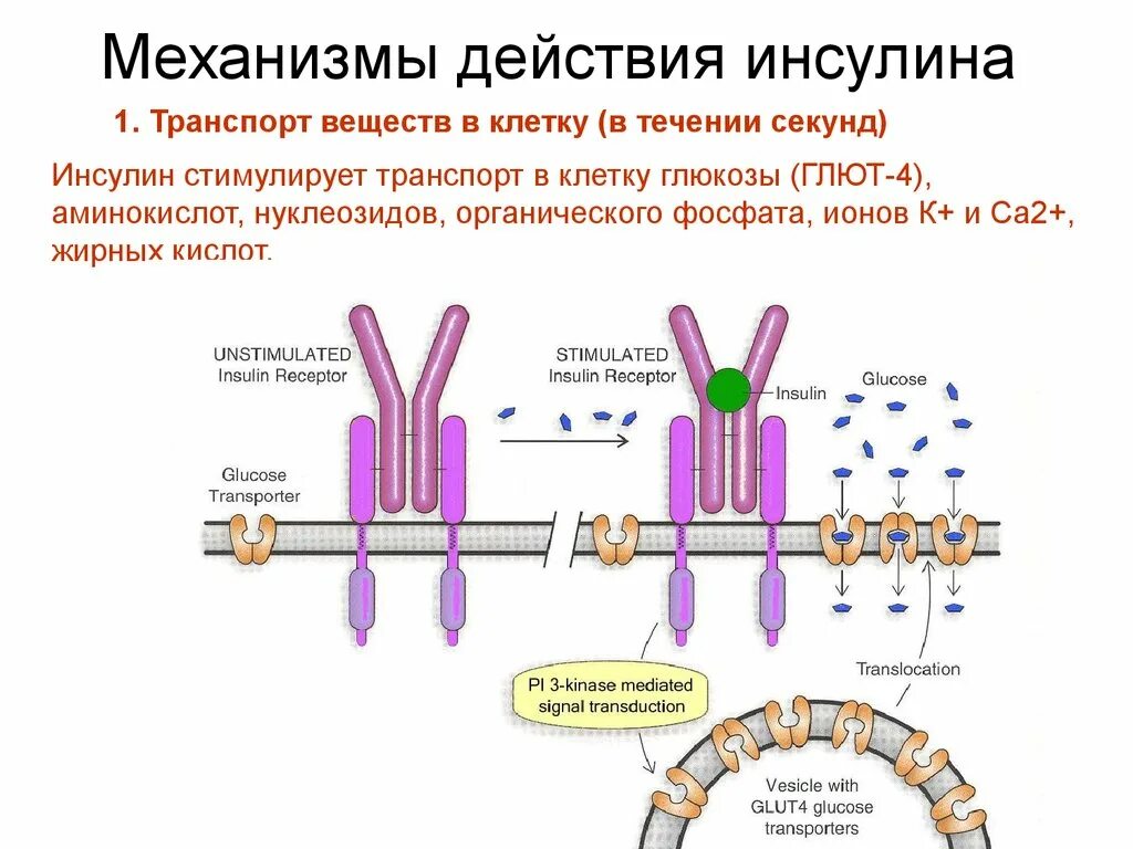 4. Механизм действия инсулина. Схема глют 4 инсулин. Механизм действия инсулина glut 4. Механизм действия инсулина схема.