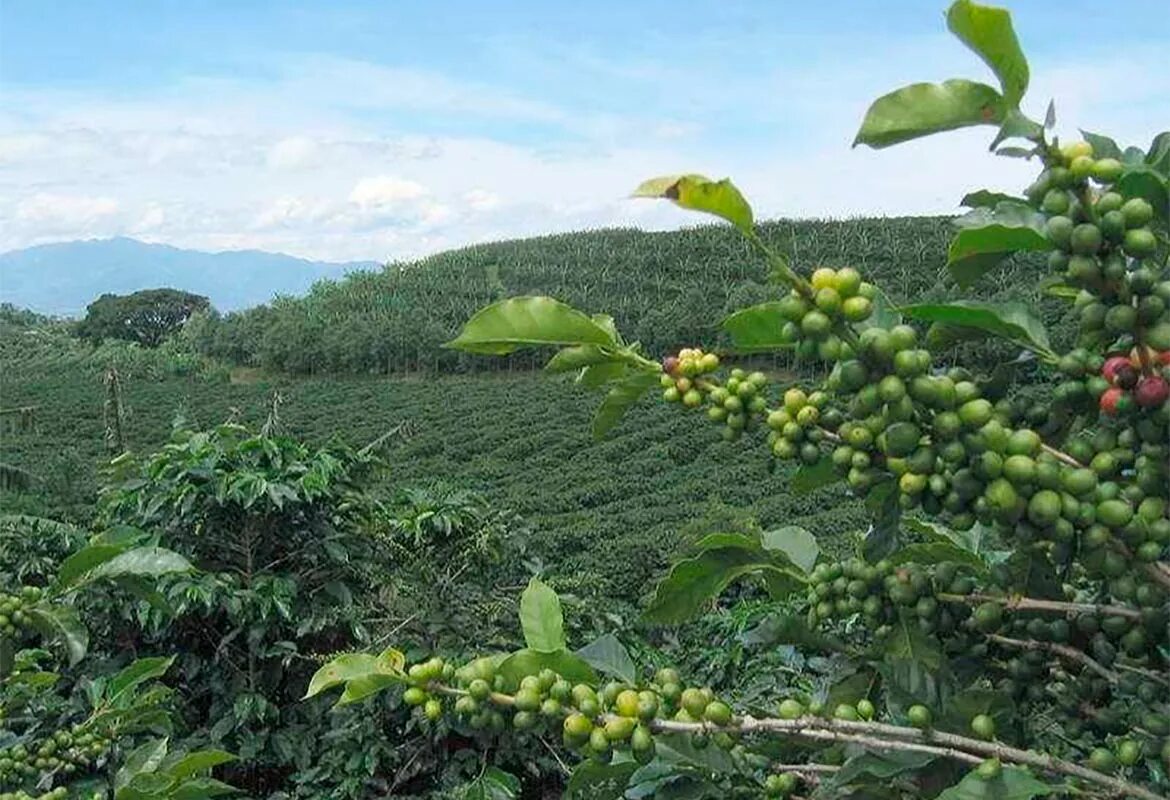 Колумбия страна кофе. Кения плантации кофе. Кофейные плантации в Кении. Мексика плантации кофе. Плантации кофе в Колумбии.