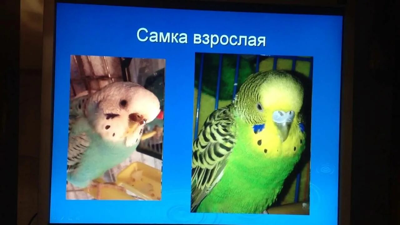 Как отличить волнистых попугаев самку