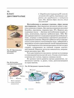 Сходства и различия внешнего строения раковин прудовика