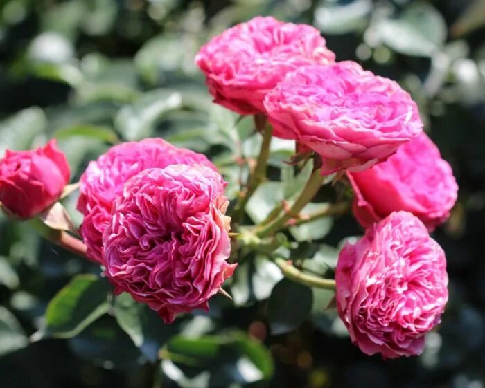 Candy rokoko роза тантау. Candy rokoko роза. Канди рококо. Роза флорибунда кэнди рококо. Роза канди рококо.