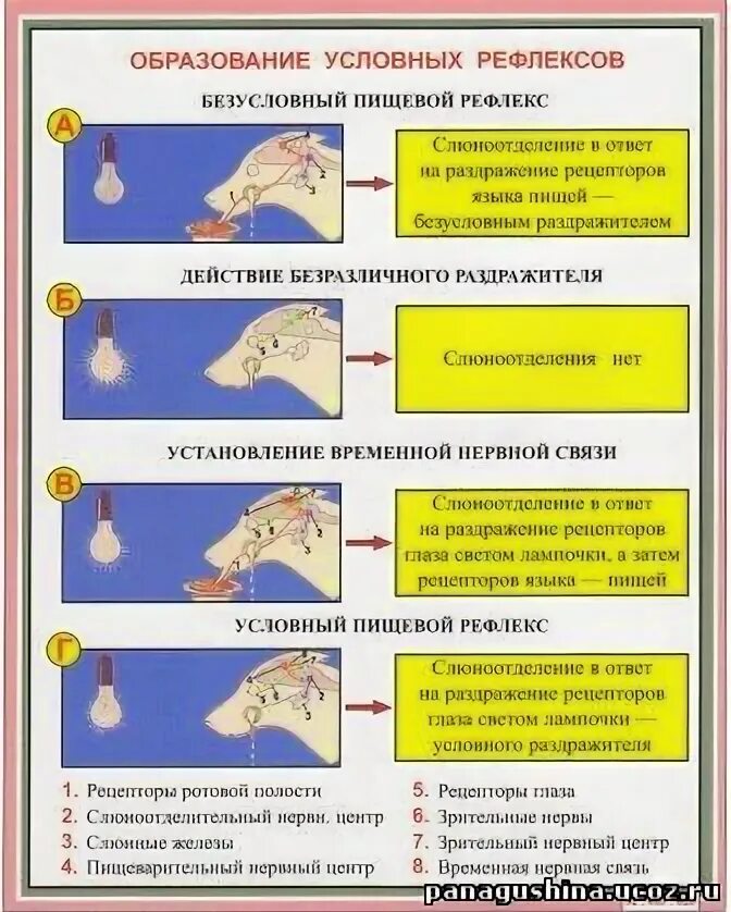 Формирование условного слюноотделительного рефлекса. Выработка условного рефлекса схема. Схема выработки условного слюноотделительного рефлекса. Схема выработки условного рефлекса по павлову. Формирование условного рефлекса рисунок.