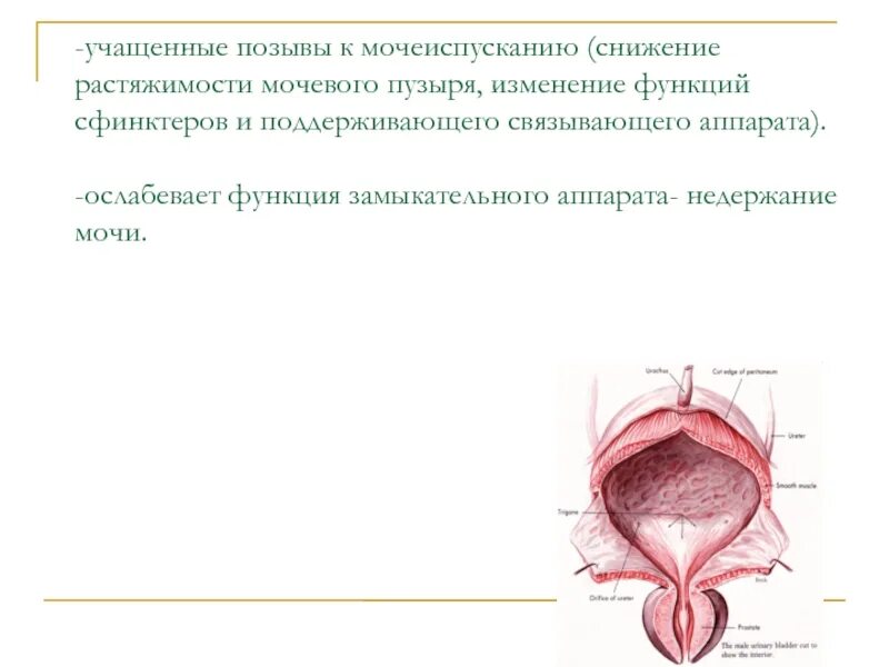 Детрузор мочевого пузыря это. Внутренний сфинктер мочевого пузыря. Сфинктер мочевого пузыря анатомия. Уретероцеле цистоскопия. Мочевой пузырь мочеточники уретра.