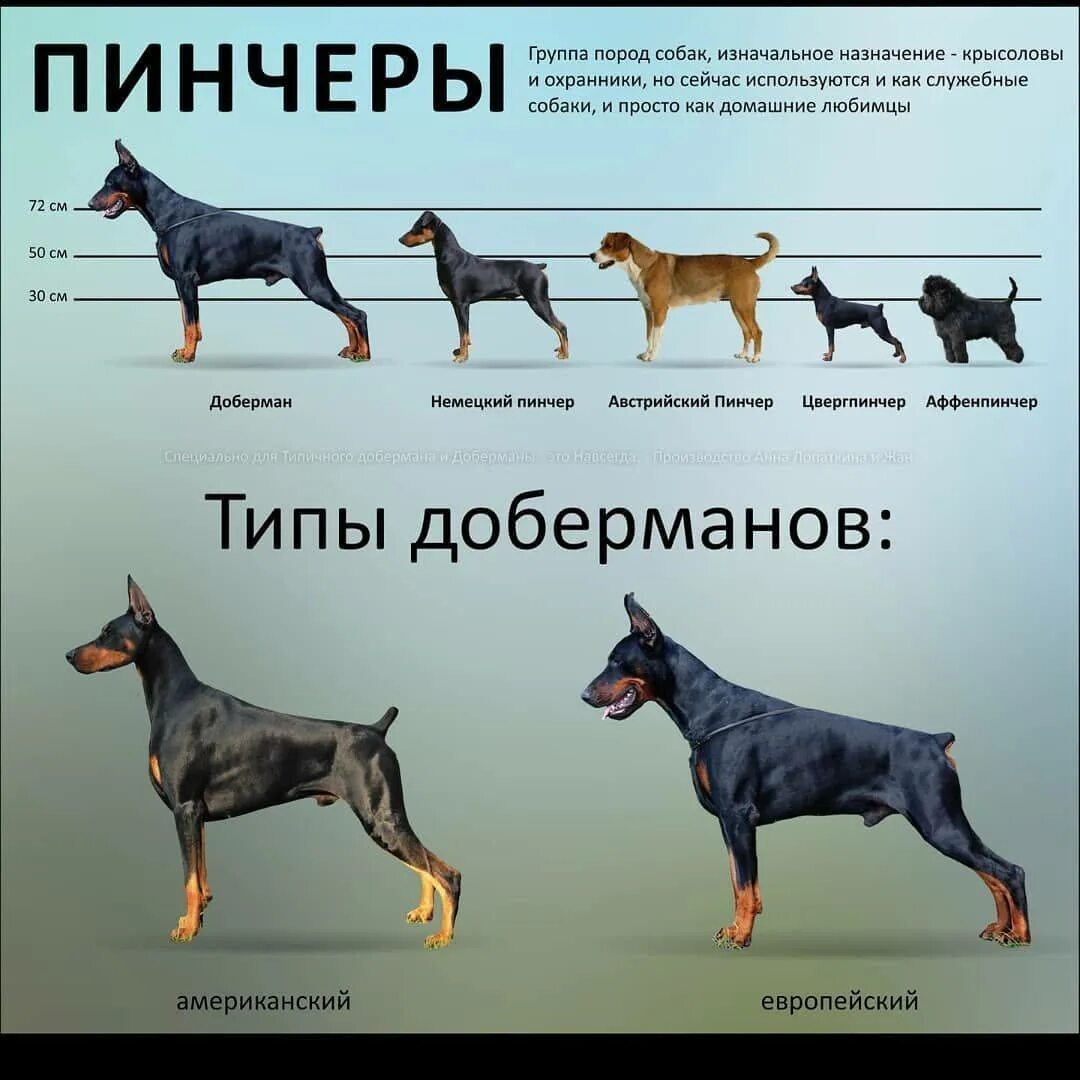 Содержание собаки порода