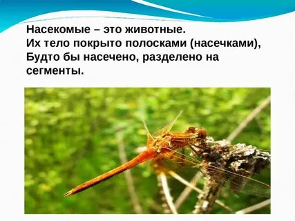 Сообщение о насекомых 2 класс