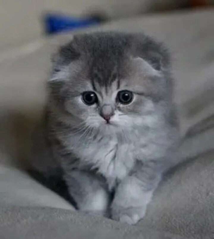 Вислоухие котята добрые руки. Шотландские вислоухие котята. маленьких котят шотландских вислоухих. шотландская вислоухая кошка маленький. вислоухие котята шотландцы.