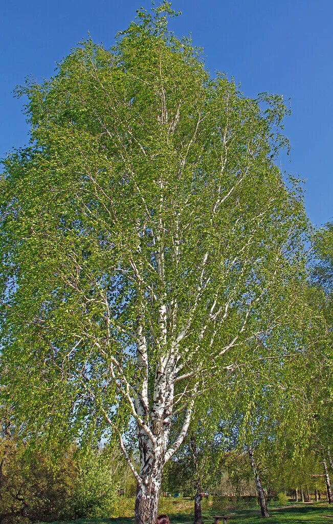 Береза пушистая Betula pubescens. Берёза пушистая Betula pubescens Ehrh.. Береза повислая (бородавчатая). Береза белая и береза повислая. Какие бывают березы