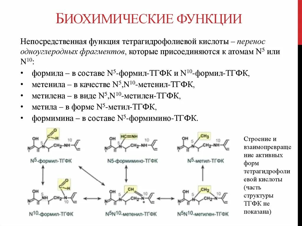 Функции биохимии. Биохимические функции организма человека. Биохимическая структура. Биохимическая структура движения.