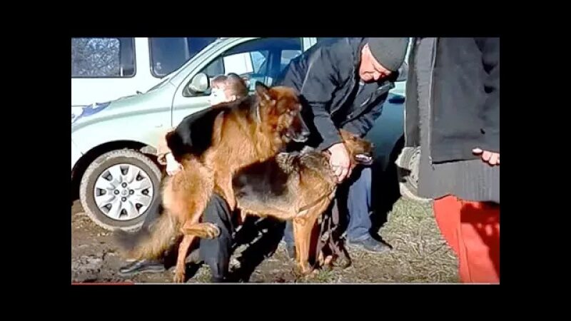 Вязка у собак. Вязка агрессивных собак. Собаки склеились после спаривания. Собака после спаривания