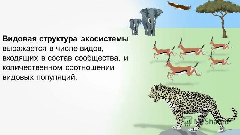 Морфологическая структура биология 9 класс. Видовая структура это в биологии. Структура биоценоза. Видовая структура биоценоза бедные и богатые. Видовая структура это в биологии.