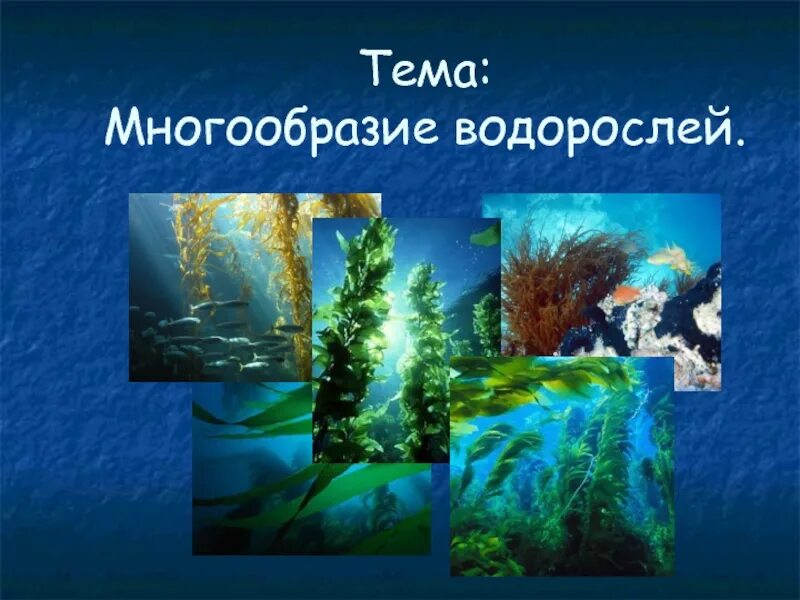 Разнообразие водорослей 6 класс. Разнообразие водорослей. Тема разнообразие водорослей. Презентацию на тему многообразие. Многообразие водорослей 6 класс биология.