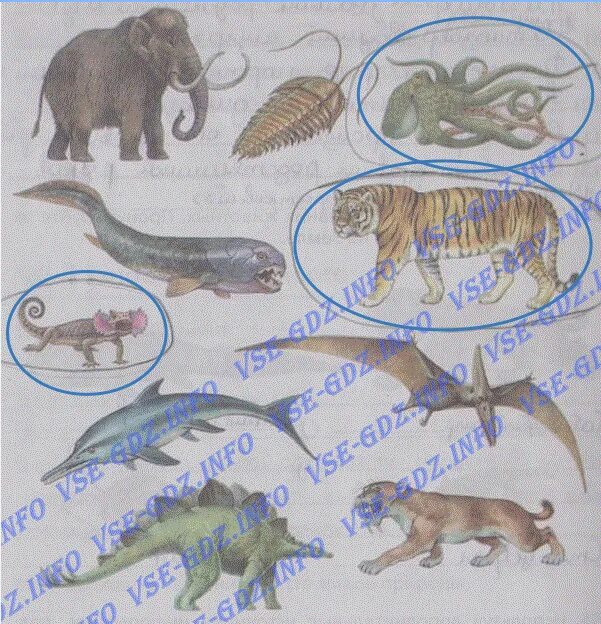 Назовите животных изображенных на рисунке. Рассмотрите животных изображенных на рисунке назовите их. Биология 5 на земле животные. Рассмотри рисунки . Назовите изображенных животных.