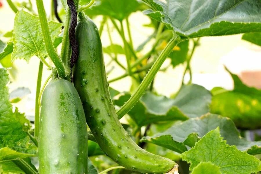 Cucumber growing