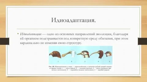 Роль идиоадаптации в эволюции