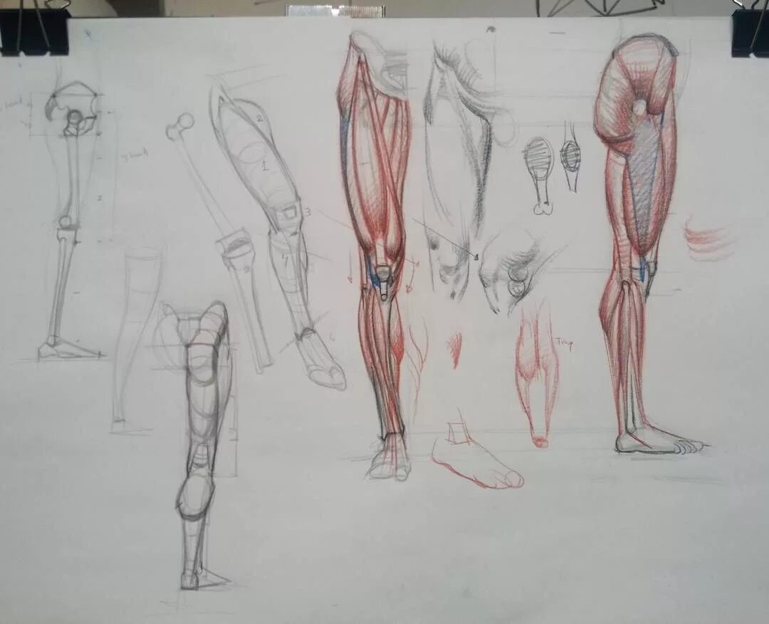Рыжкин анатомия конечностей. Готтфрид Баммес пластическая анатомия тело. Коленный сустав анатомия Баммес. Рыжкин анатомия ноги. Leg art