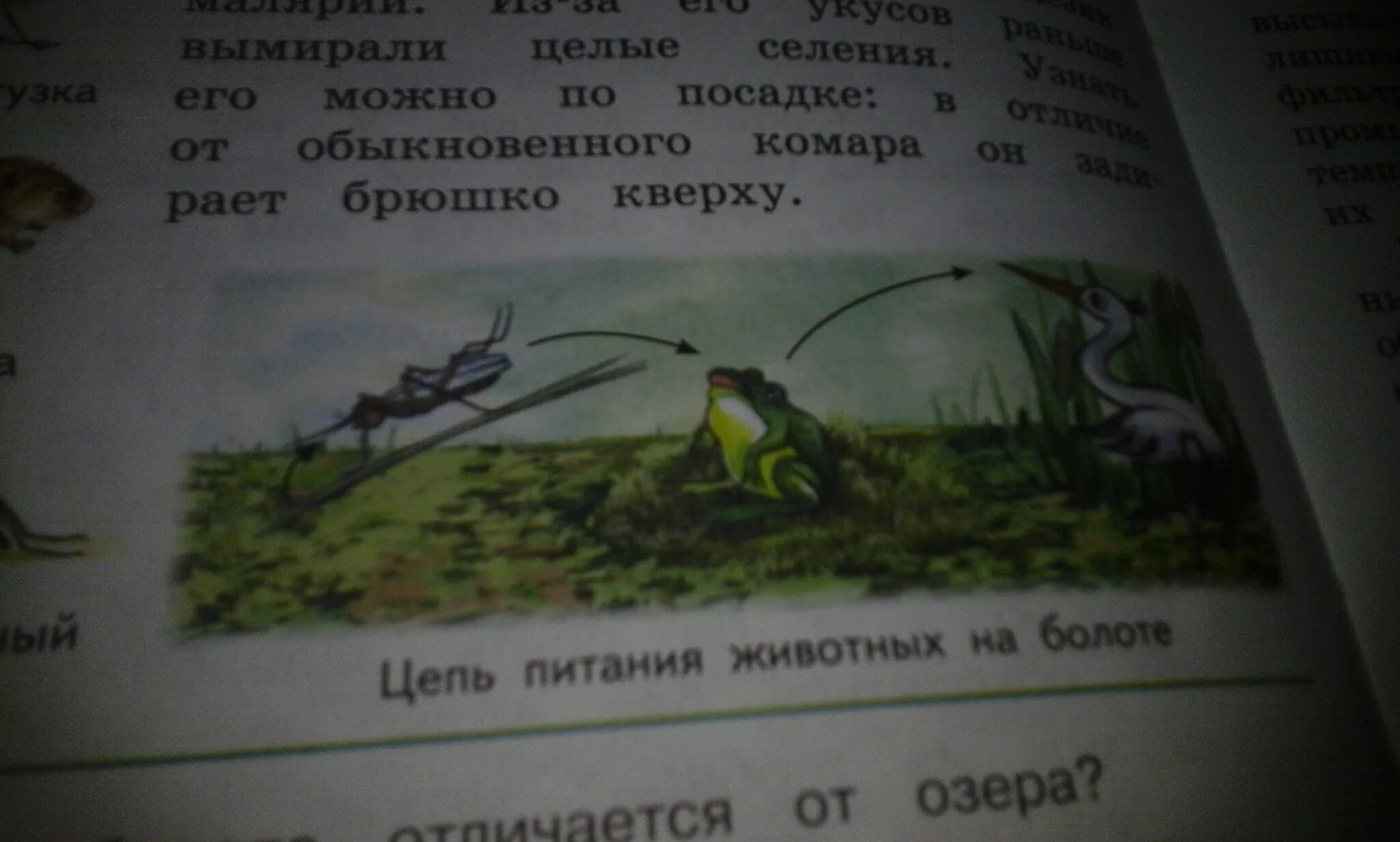 Определите правильно составленную пищевую цепь чайка
