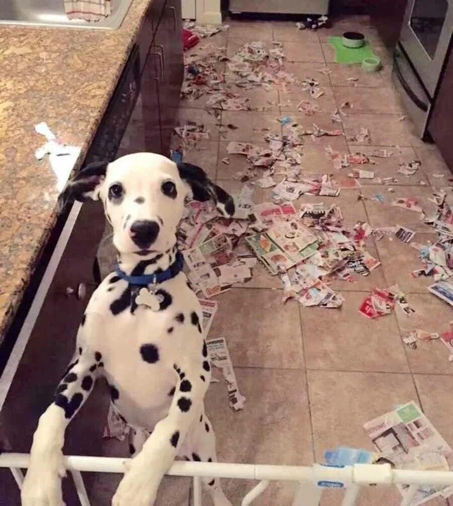 Что делать без собаки. Малинуа и ротвейлер. Что делать без собаки. Что делать без собаки. Дом для собаки.