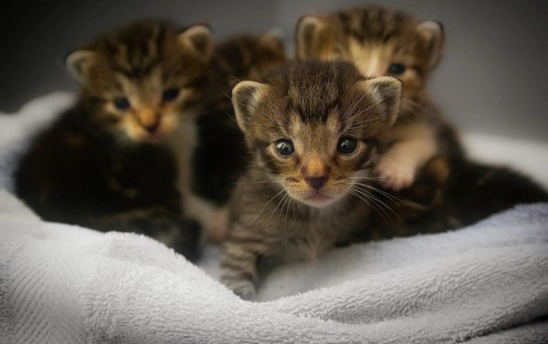 Маленький котенок. Котята фото. Милые котята. Милинькин котики. Купить новую кошку