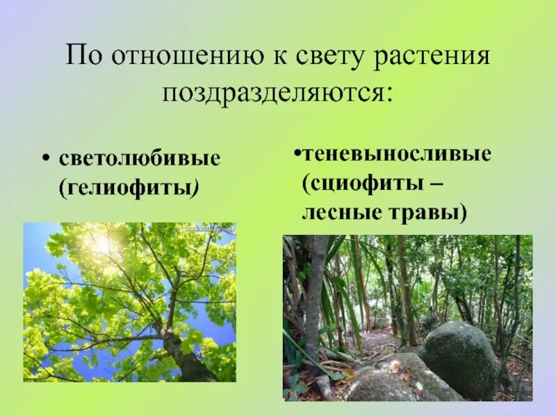Экологические группы растений по отношению. Факультативные гелиофиты (теневыносливые). Факультативные гелиофиты теневыносливые растения. Факультативные гелиофиты растения. Светолюбивые гелиофиты.
