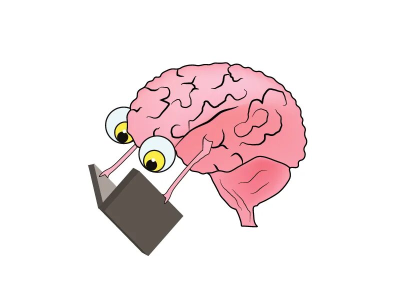 Reading in the brain