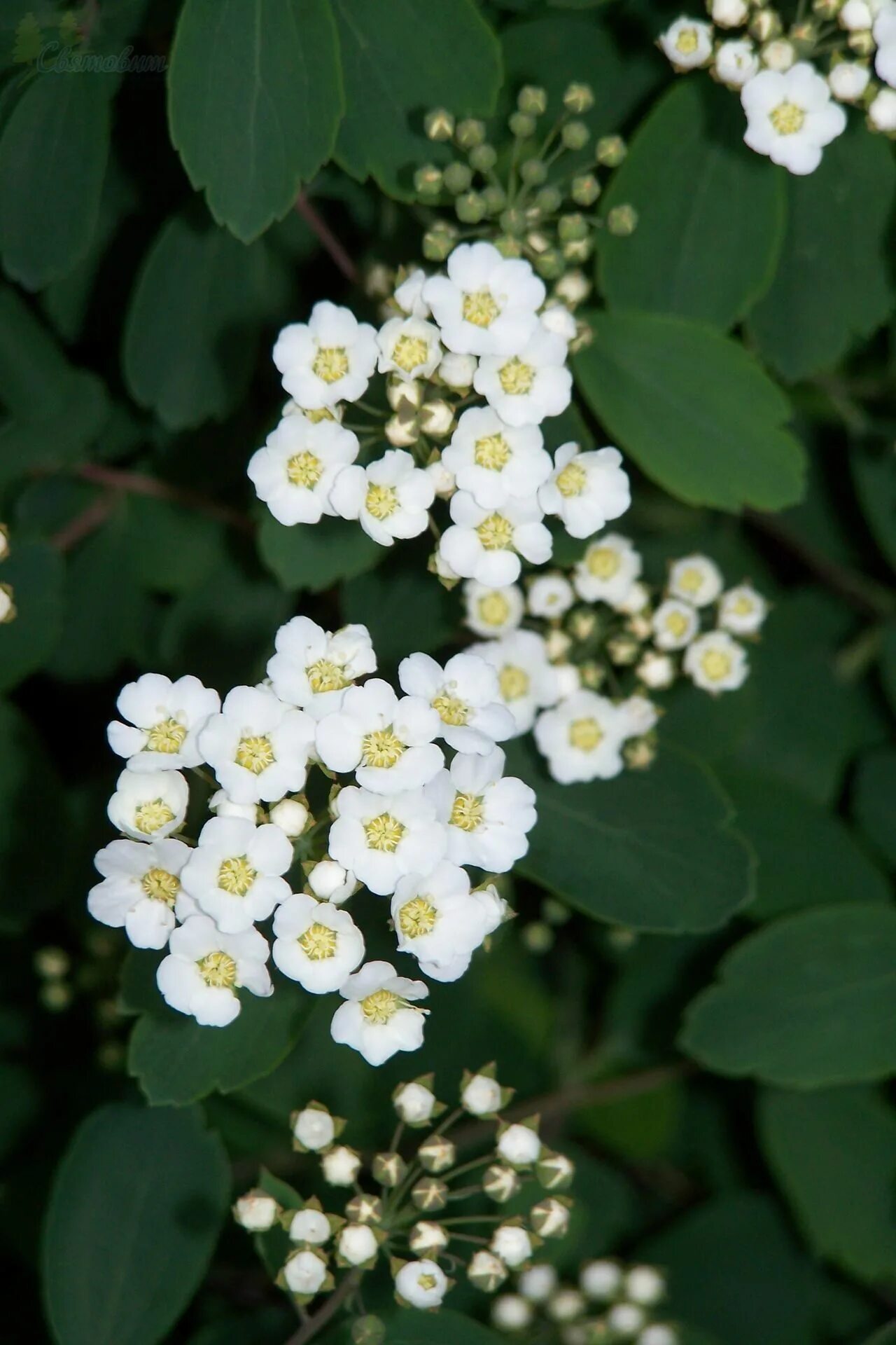 Спирея вангутта. Спирея вангутта (spiraea vanhouttei). спирея ван-гутта (spiraea vanhouttei). белоснежная спирея вангутта.