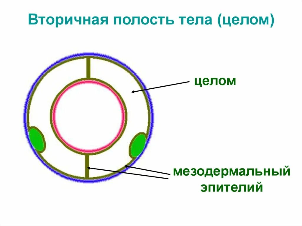 Полость тела не разделена перегородками. Полость тела целом. Вторичная полость. Полость тела круглых червей. Полость тела у круглых.