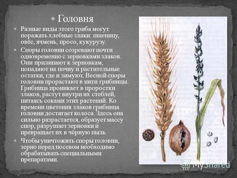 Какой вред наносят хлебным злакам головня. Гриб паразит хлебных злаков. головня злаков. виды головни. головневые зерна ячменя.
