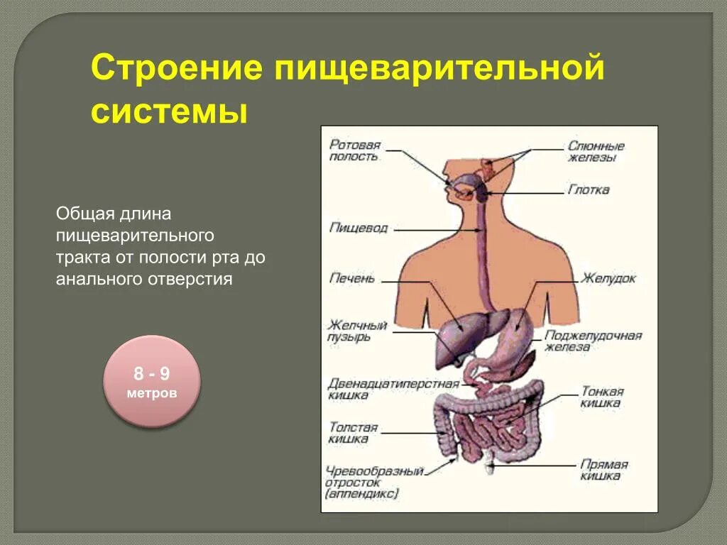 Строение органов пищеварительной системы. Строение и функции пищеварения. Функции пищеварительной системы анатомия. Схема строения пищеварения.