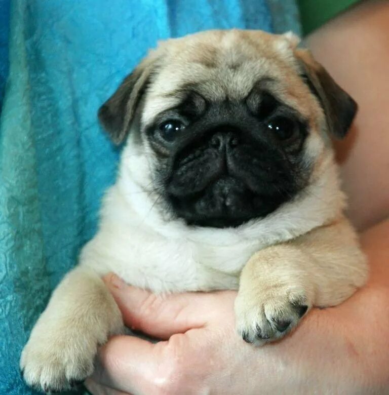 Pin by Linda Smith on pugs Cute pug puppies, Cute pugs, Pug dog