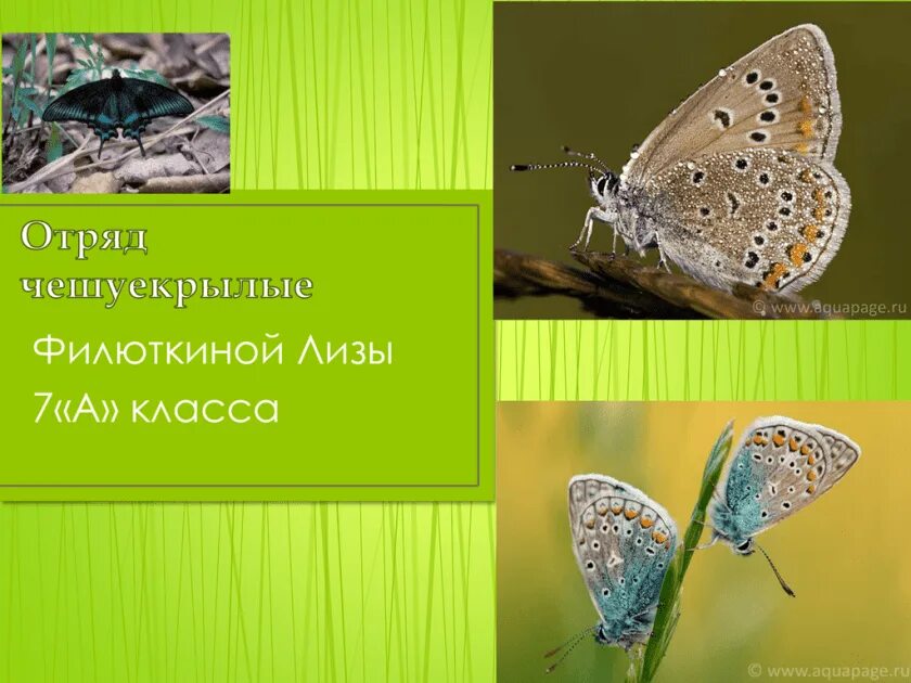 3 представителя чешуекрылых. Среда обитания чешуекрылых. отряд чешуекрылые. булавоусые чешуекрылые чешуекрылые. среда обитания бабочек.